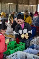Mango Processing Factories - Cambodia and China