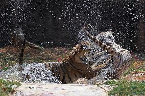 Bengal Tiger Cubs At Nahargarh Biological Park In Jaipur