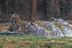 Bengal Tiger Cubs At Nahargarh Biological Park In Jaipur