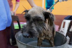 Members Of The Lomitos Club Collective In Mexico City Offer Help This Holy Thursday To Don José's Pack Of Dogs
