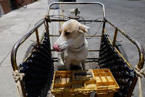 Members Of The Lomitos Club Collective In Mexico City Offer Help This Holy Thursday To Don José's Pack Of Dogs