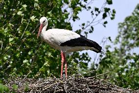 White Storks - France