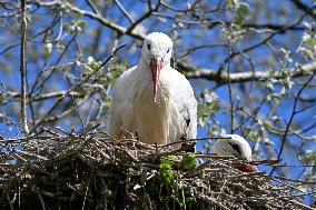 White Storks - France