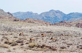 Przewalski s horses at the Helan Mountain Nature Reserve - China
