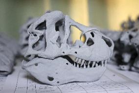 Paleontological Restoration Production in Binzhou