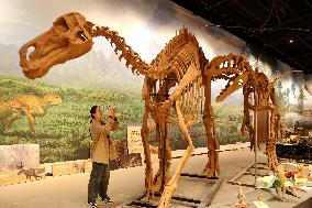 Paleontological Restoration Production in Binzhou