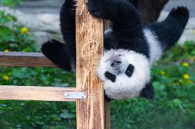 China Chongqing Zoo Giant Panda