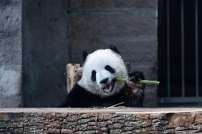 China Chongqing Zoo Giant Panda