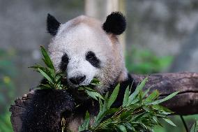 China Chongqing Zoo Giant Panda