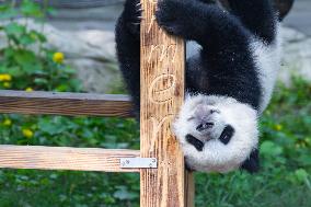 China Chongqing Zoo Giant Panda