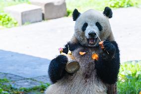 China Chongqing Zoo Giant Panda