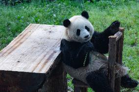 China Chongqing Zoo Giant Panda