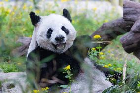 China Chongqing Zoo Giant Panda