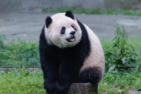 China Chongqing Zoo Giant Panda