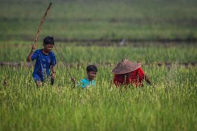Rats Pest Eradication Program In Indonesia