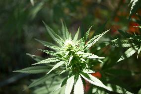 Legal Cannabis Economy Grow