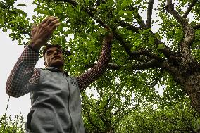 Hailstorm In Kashmir