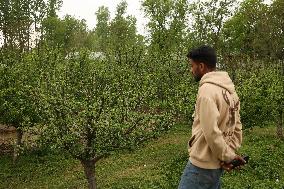 Hailstorm In Kashmir