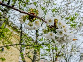 Cherry Blossoms Bloom During Spring  In Linköping, Sweden.