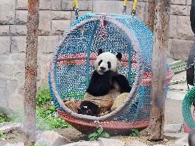Beijing Zoo Giant Panda