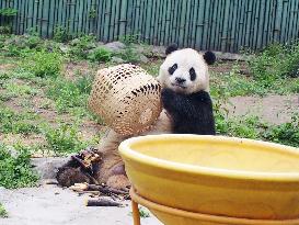 Beijing Zoo Giant Panda