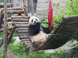 Beijing Zoo Giant Panda