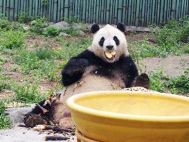 Beijing Zoo Giant Panda