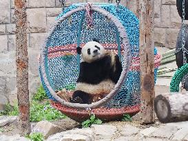 Beijing Zoo Giant Panda