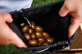 DC: 2025 White House Easter Egg Roll Preview