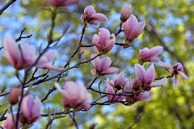 Magnolias bloom in Vinnytsia
