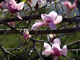 Magnolias bloom in Vinnytsia