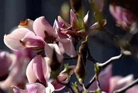 Magnolias bloom in Vinnytsia