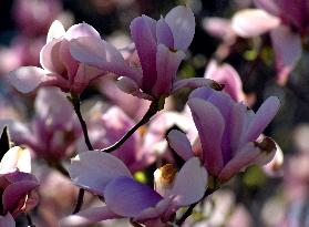Magnolias bloom in Vinnytsia
