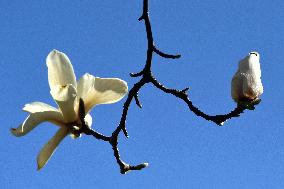 Magnolias bloom in Vinnytsia