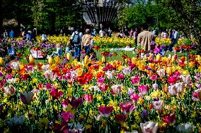 Tulips in Bloom - Lisse