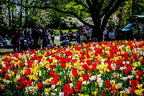 Tulips in Bloom - Lisse