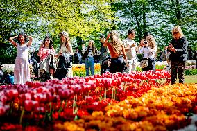 Tulips in Bloom - Lisse