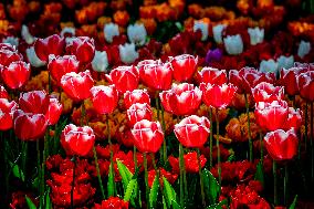 Tulips in Bloom - Lisse