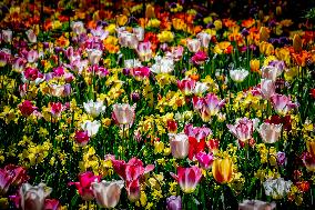 Tulips in Bloom - Lisse