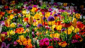 Tulips in Bloom - Lisse