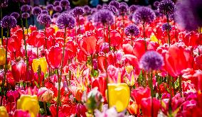 Tulips in Bloom - Lisse