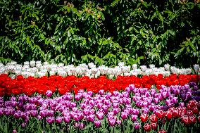 Tulips in Bloom - Lisse