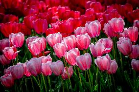 Tulips in Bloom - Lisse