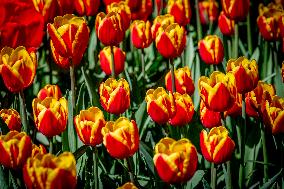 Tulips in Bloom - Lisse