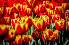 Tulips in Bloom - Lisse