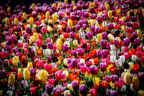 Tulips in Bloom - Lisse