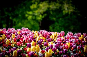 Tulips in Bloom - Lisse