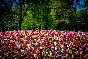 Tulips in Bloom - Lisse