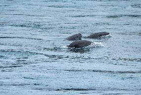 Finless Porpoise