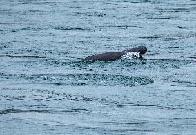 Finless Porpoise